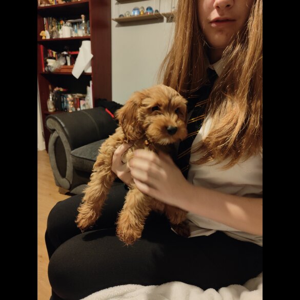 Cockapoo - Both