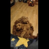 Cockapoo - Both