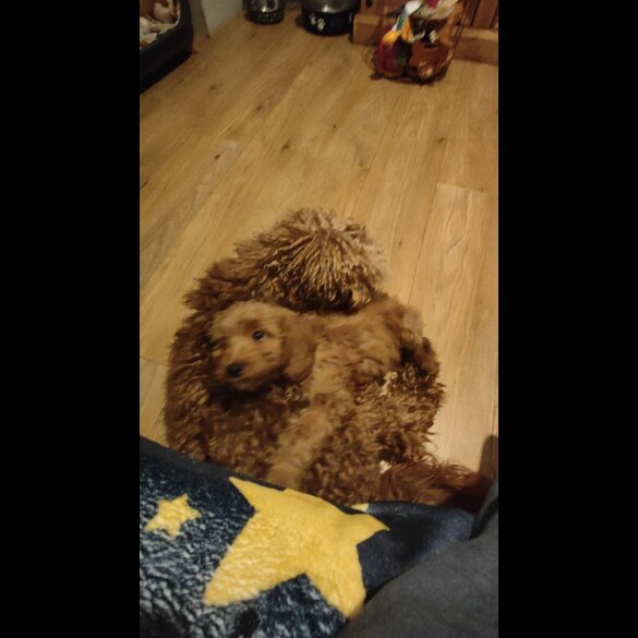 Cockapoo - Both
