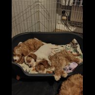 Cockapoo - Both