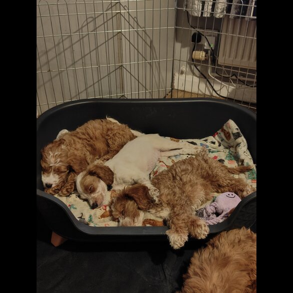 Cockapoo - Both