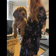 Cockapoo - Both