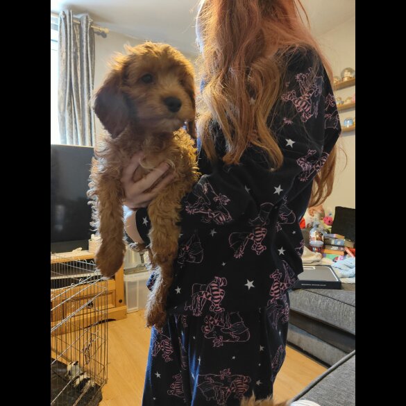 Cockapoo - Both