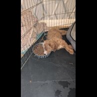 Cockapoo - Both