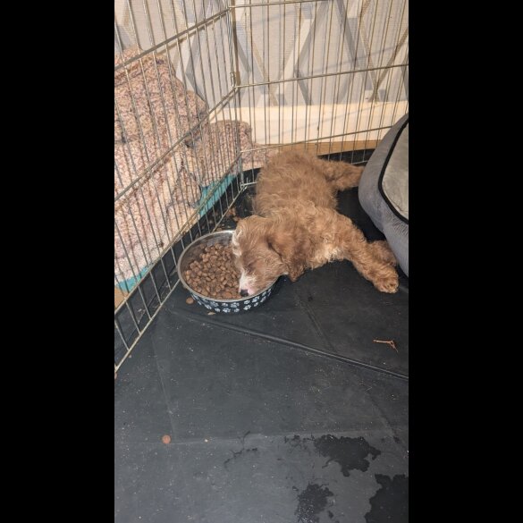 Cockapoo - Both