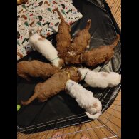 Cockapoo - Both