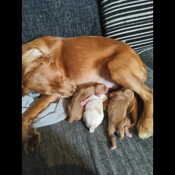 Cockapoo - Both