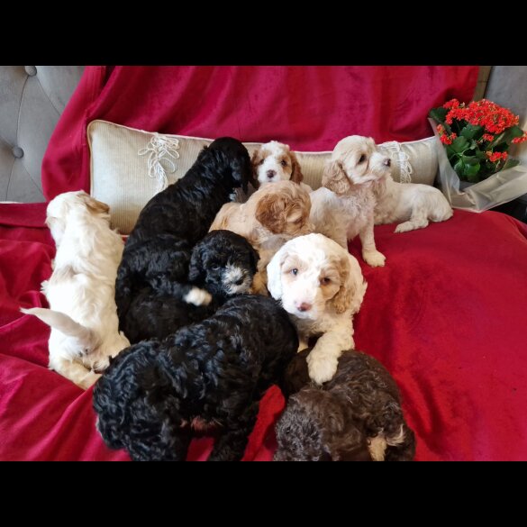 Cockapoo - Both