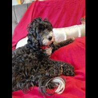 Cockapoo - Both