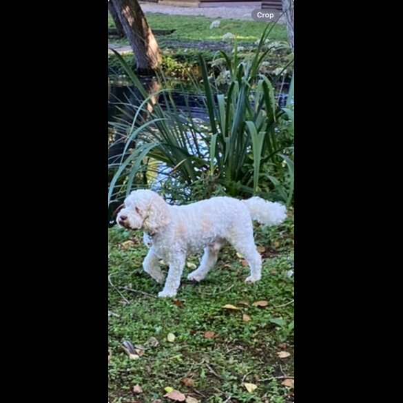 Cockapoo - Both