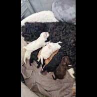 Cockapoo - Both