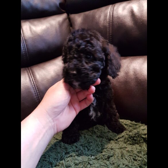 Cockapoo - Both