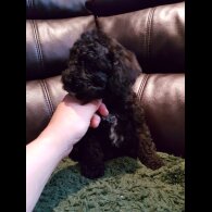 Cockapoo - Both