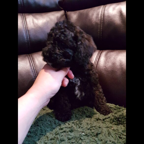 Cockapoo - Both