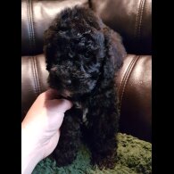 Cockapoo - Both