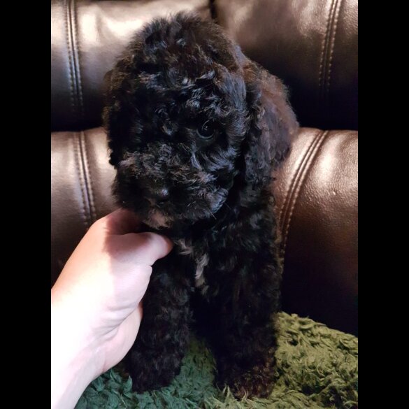 Cockapoo - Both