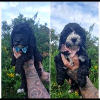Cockapoo - Both