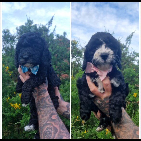 Cockapoo - Both
