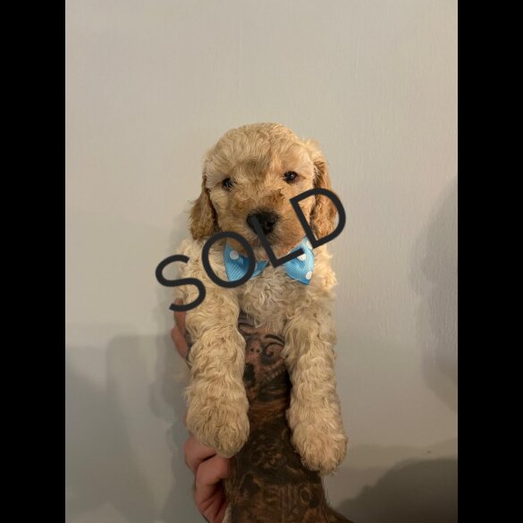 Cockapoo - Both