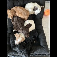 Cockapoo - Both