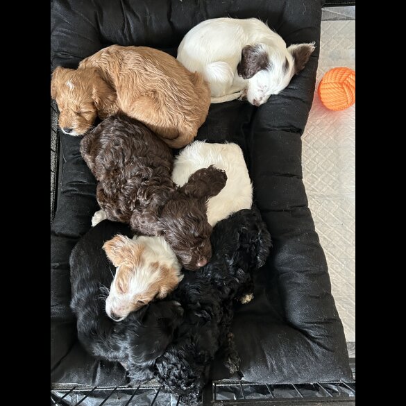Cockapoo - Both