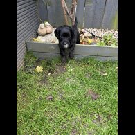 Cockapoo - Both