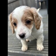 Cockapoo - Both