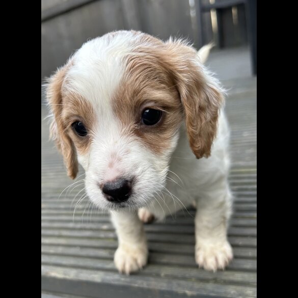 Cockapoo - Both