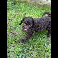 Cockapoo - Both