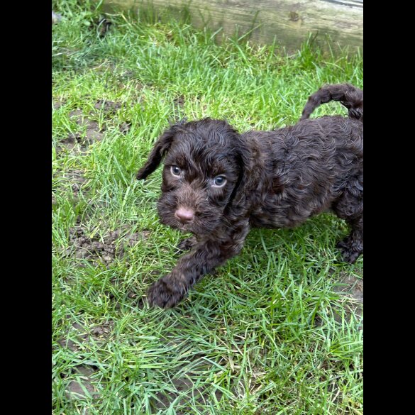 Cockapoo - Both