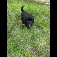 Cockapoo - Both