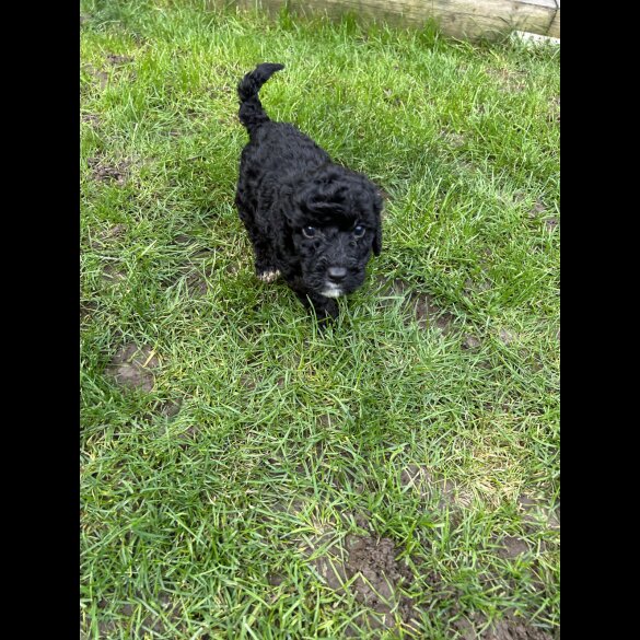 Cockapoo - Both