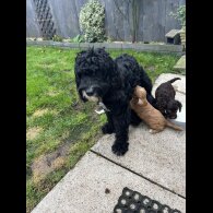 Cockapoo - Both