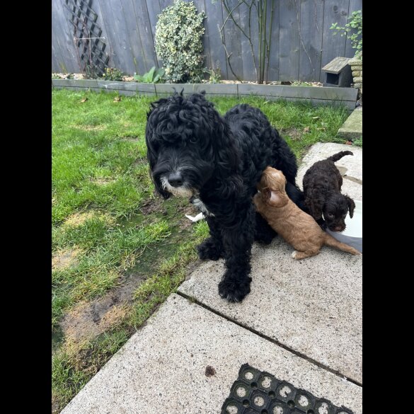 Cockapoo - Both