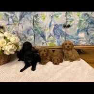 Cockapoo - Both