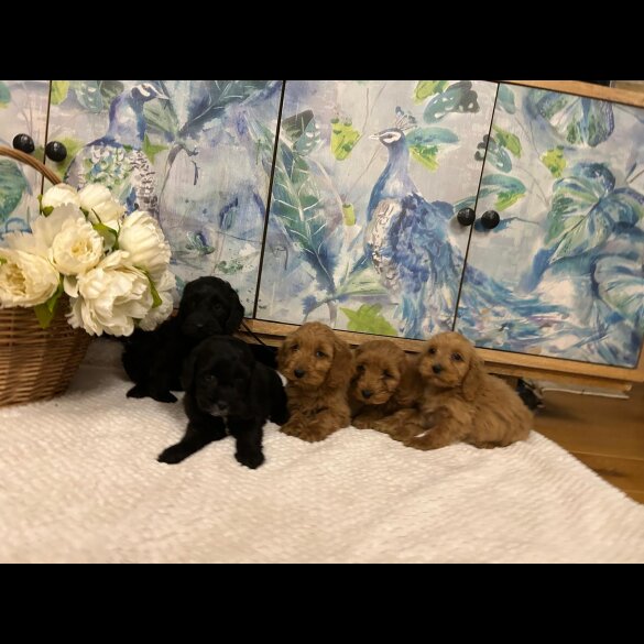 Cockapoo - Both