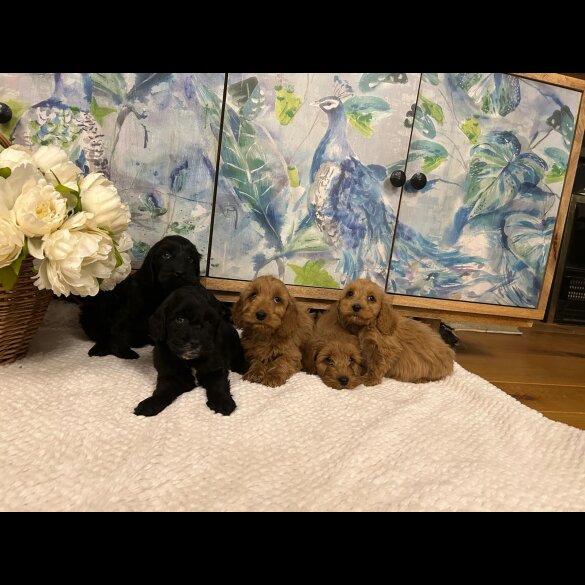 Cockapoo - Both