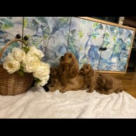 Cockapoo - Both