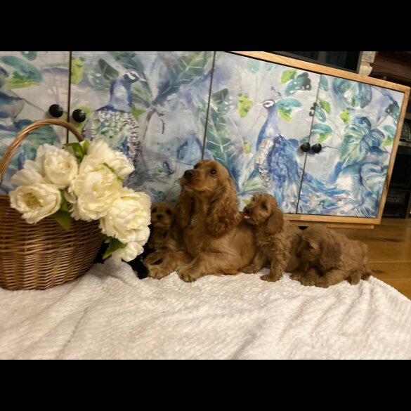 Cockapoo - Both
