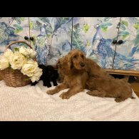 Cockapoo - Both