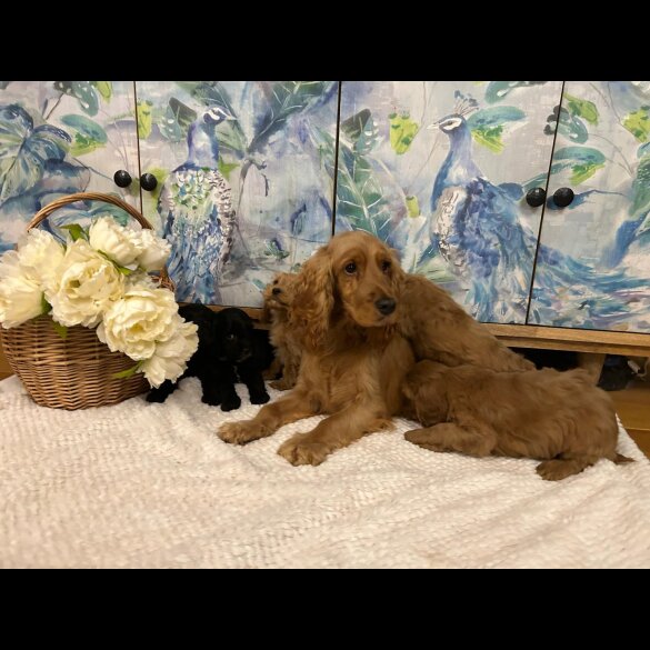 Cockapoo - Both