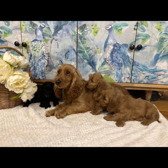 Cockapoo - Both