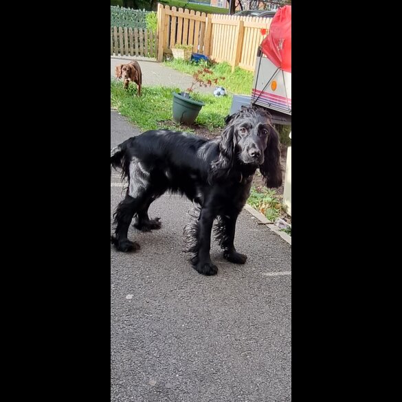 Cocker Spaniel (Working &amp; Show) - Both