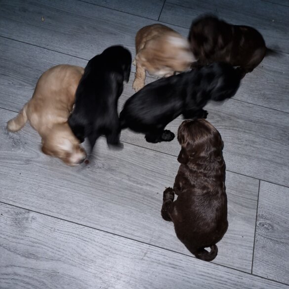 Cocker Spaniel (Working &amp; Show) - Both
