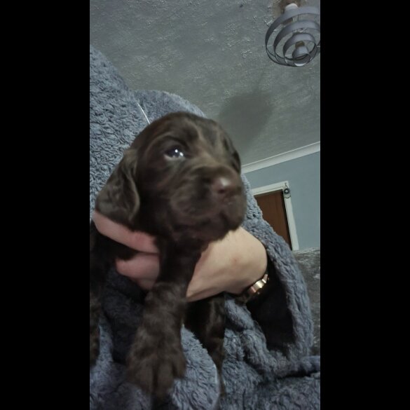 Cocker Spaniel (Working &amp; Show) - Both