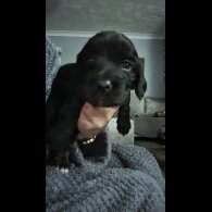 Cocker Spaniel (Working &amp; Show) - Both