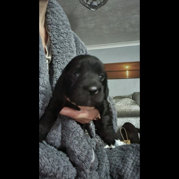 Cocker Spaniel (Working &amp; Show) - Both