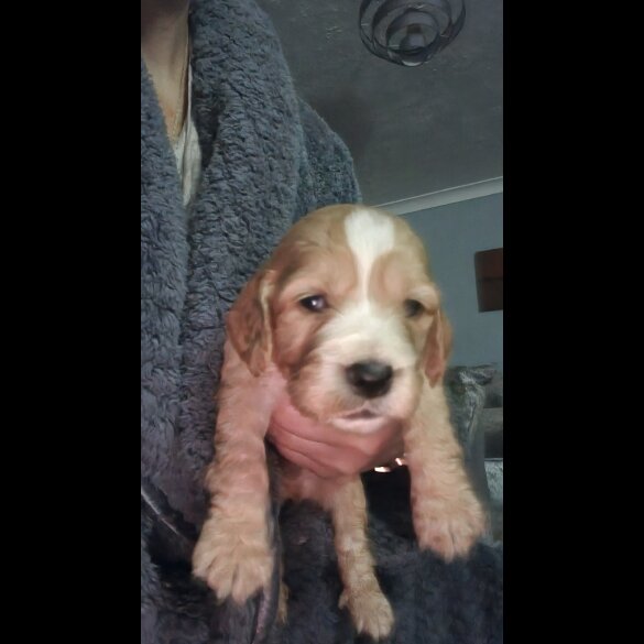 Cocker Spaniel (Working &amp; Show) - Both