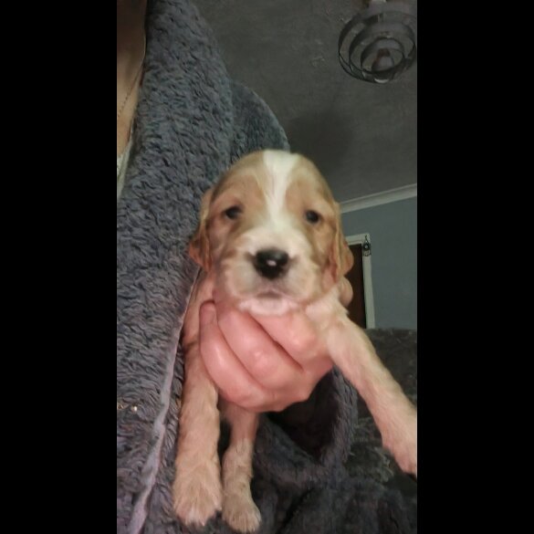 Cocker Spaniel (Working &amp; Show) - Both