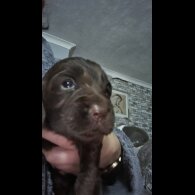 Cocker Spaniel (Working &amp; Show) - Both